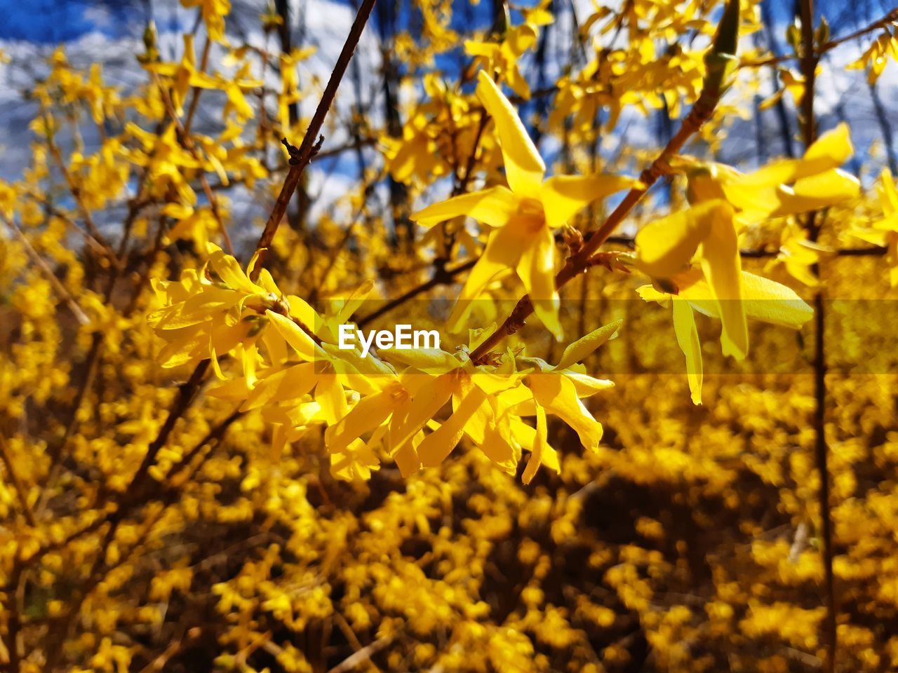 yellow, plant, tree, beauty in nature, sunlight, autumn, growth, branch, nature, leaf, plant part, focus on foreground, no people, flower, day, fragility, flowering plant, close-up, outdoors, freshness, tranquility, low angle view, springtime, selective focus, blossom, sky, land, produce