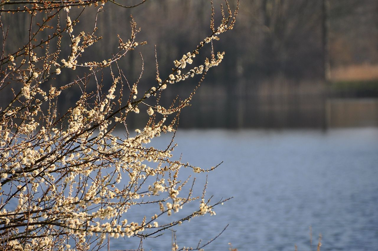 Close-up of flowers on tree