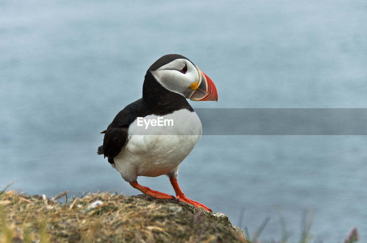 Close-up of puffin bird perching on rock by water