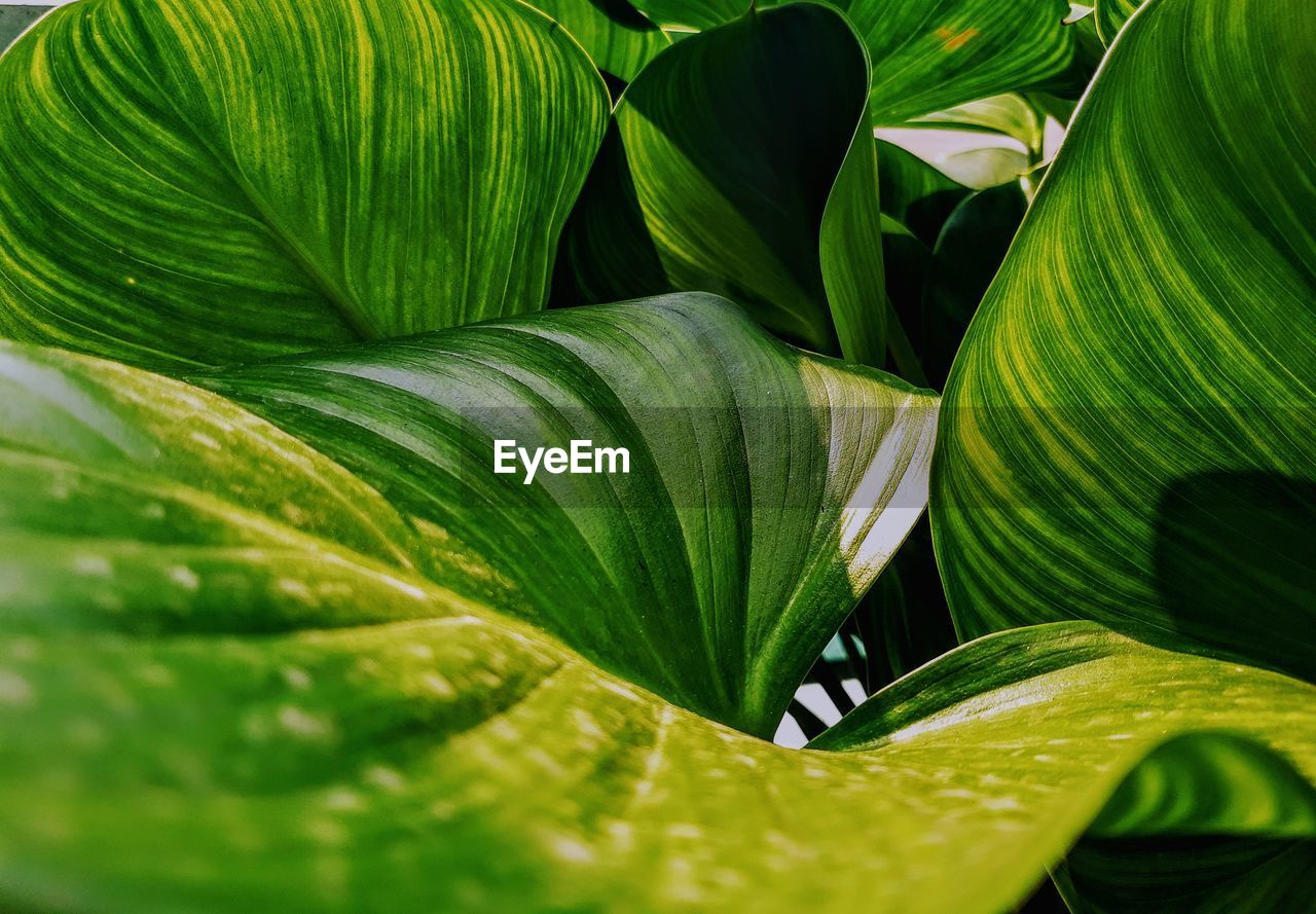 Close-up of green leaves