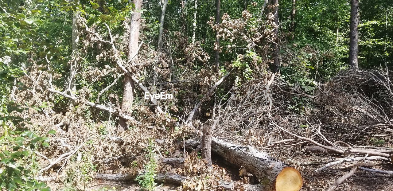 PLANTS GROWING ON LAND