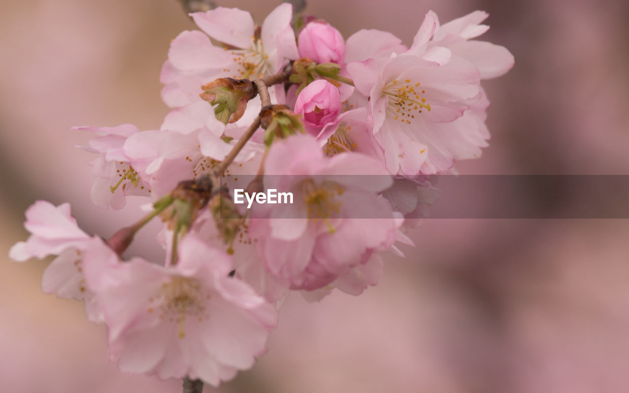 PINK CHERRY BLOSSOMS
