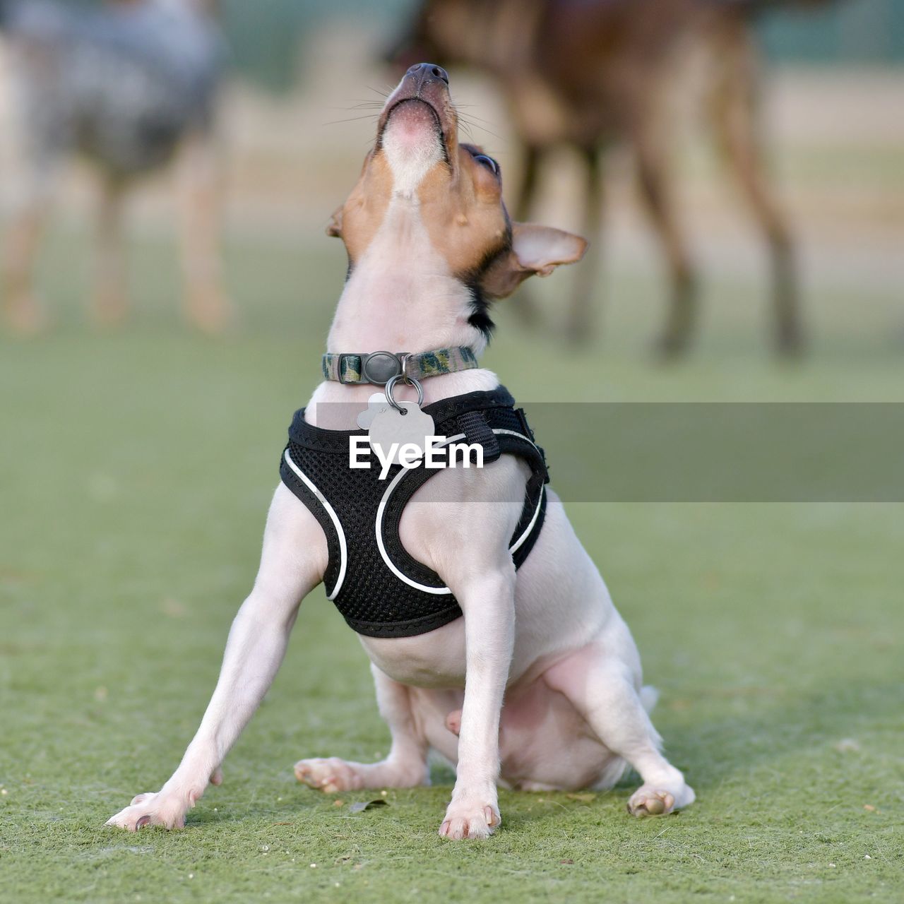 DOG STANDING ON LAND