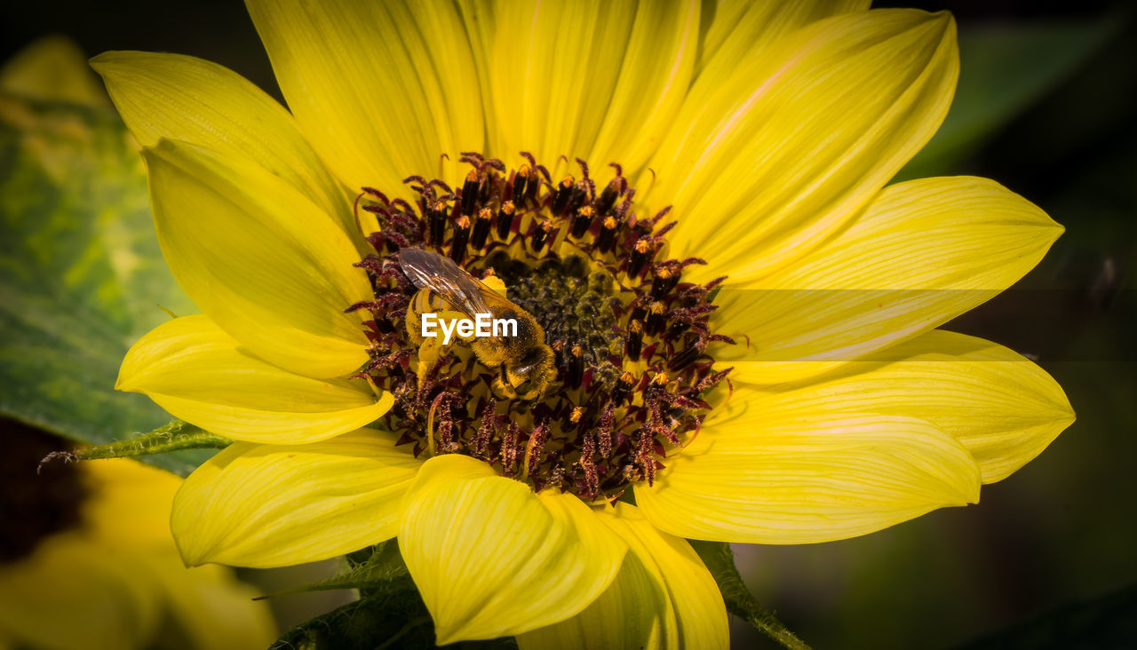 CLOSE-UP OF SUNFLOWERS ON YELLOW FLOWER