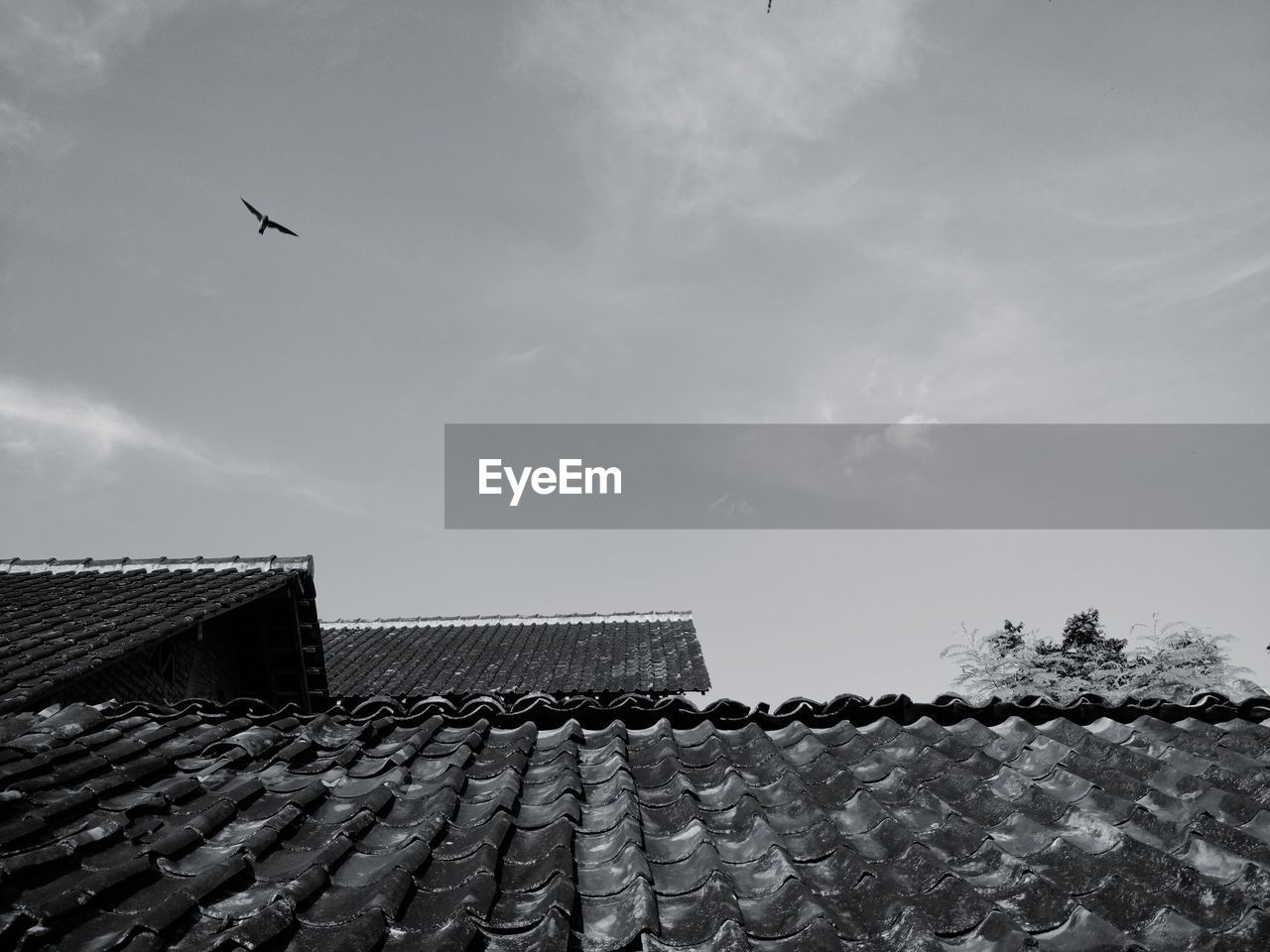 Low angle view of bird flying against sky