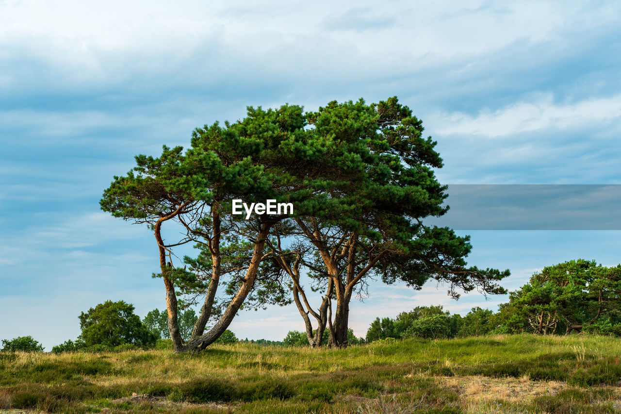 Tree on field against sky