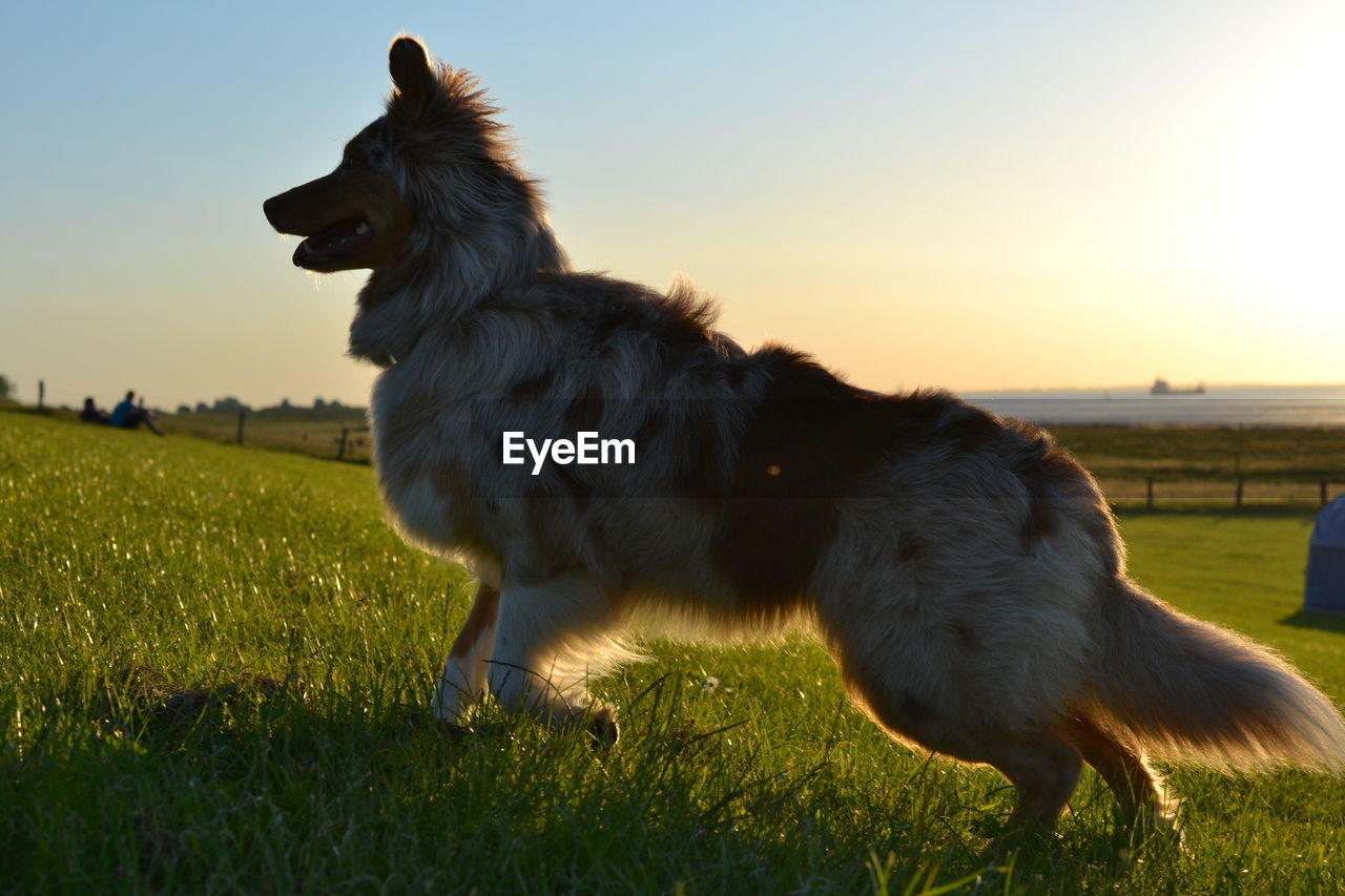 Close-up of dog on grassy field