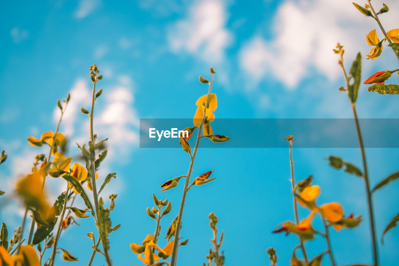 plant, sky, nature, flower, blue, sunlight, cloud, beauty in nature, no people, meadow, yellow, flowering plant, growth, wildflower, grass, outdoors, freshness, food, environment, plant part, field, leaf, day, land, food and drink, focus on foreground, landscape, tree, close-up, multi colored, blossom, autumn, tranquility, low angle view, prairie, vibrant color