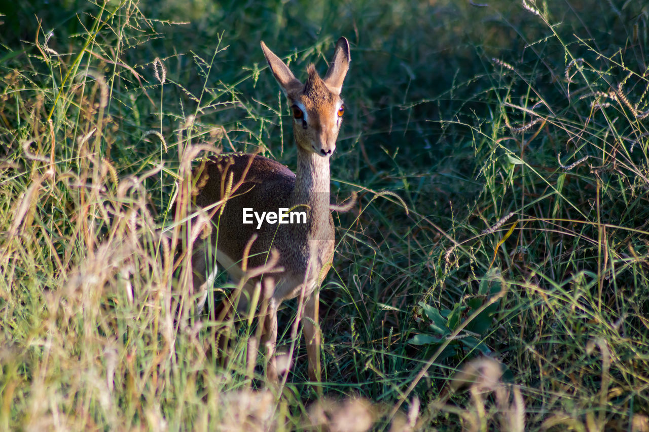 VIEW OF DEER ON GRASS