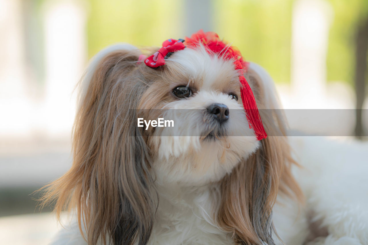 CLOSE-UP PORTRAIT OF DOG