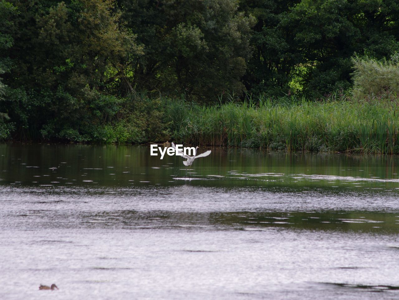 SWAN FLYING BY LAKE