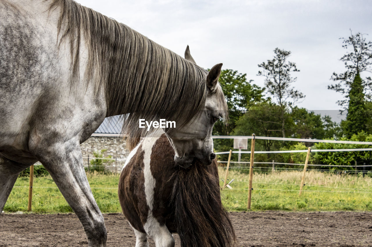 HORSE STANDING ON FIELD BY FENCE