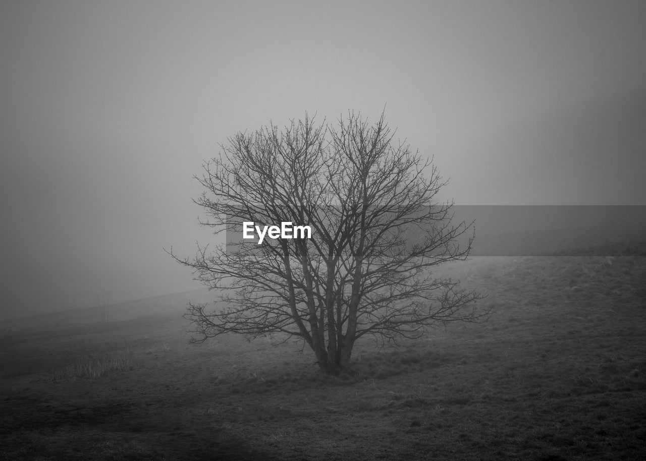 Bare tree on field against sky