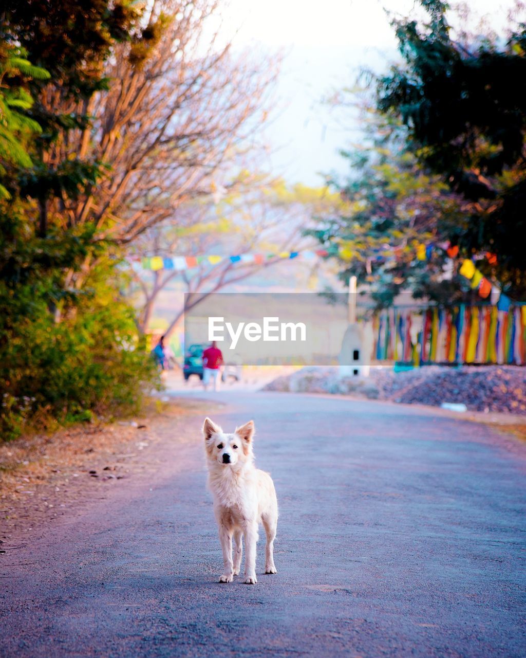 Portrait of dog standing on road