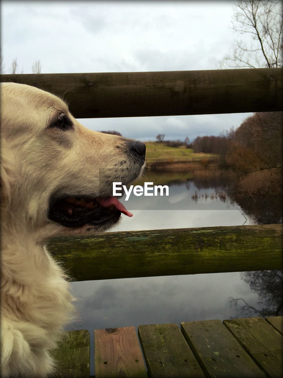 Close-up of dog on wooden footbridge over lake