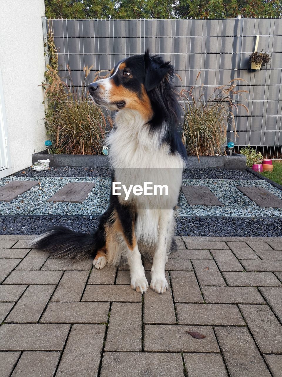 DOG LOOKING AWAY WHILE SITTING ON STREET