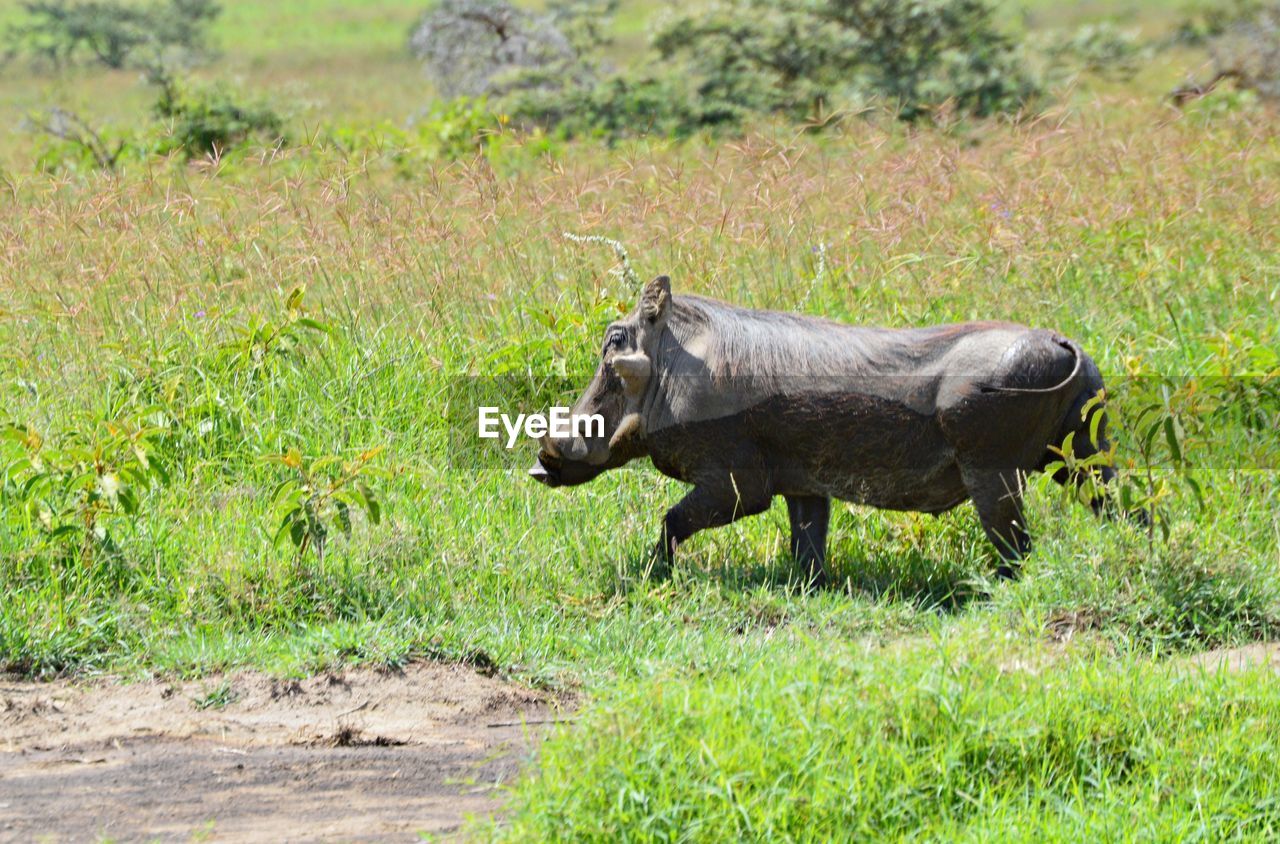 Warthog walking on grassy field