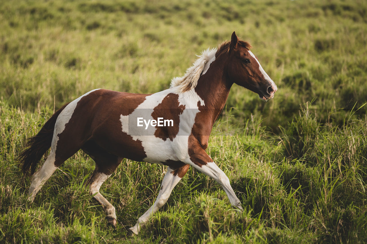 Horse running through a meadow