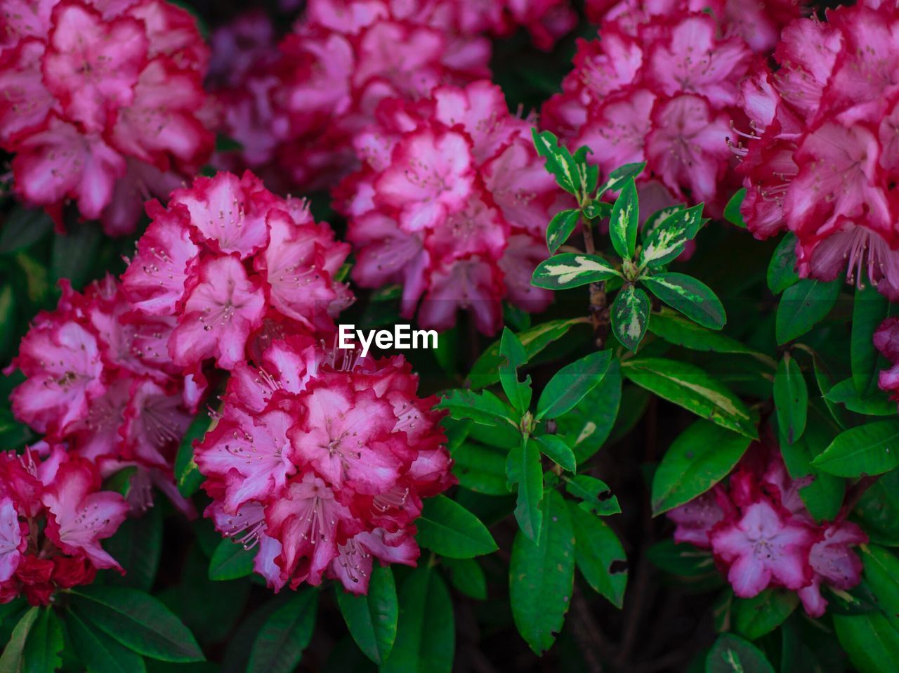 CLOSE-UP OF PINK FLOWERS BLOOMING IN PLANT