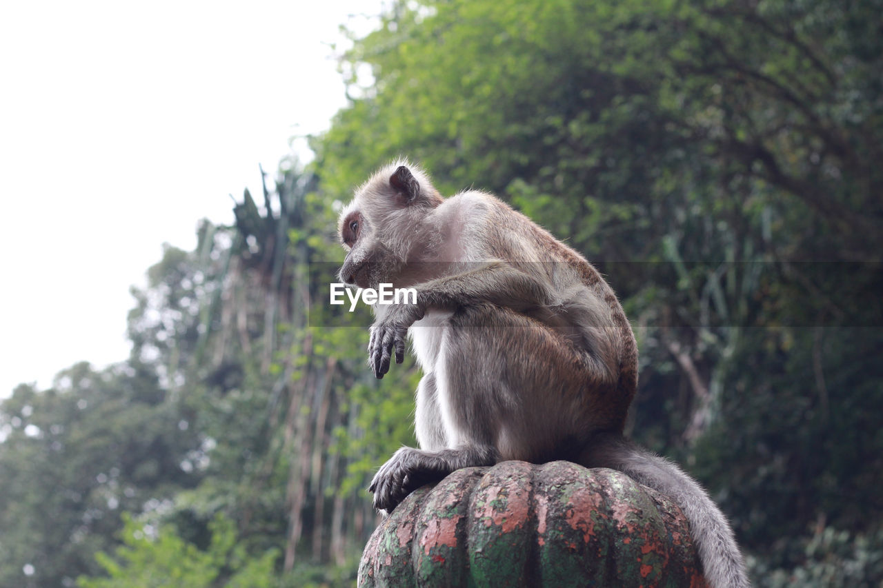 MONKEY SITTING ON ROCK