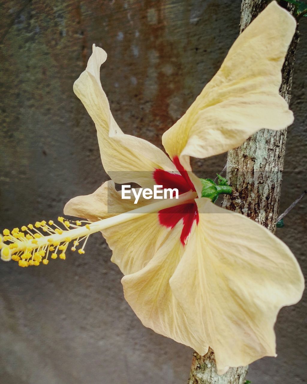 CLOSE-UP OF YELLOW HIBISCUS AGAINST BLURRED BACKGROUND