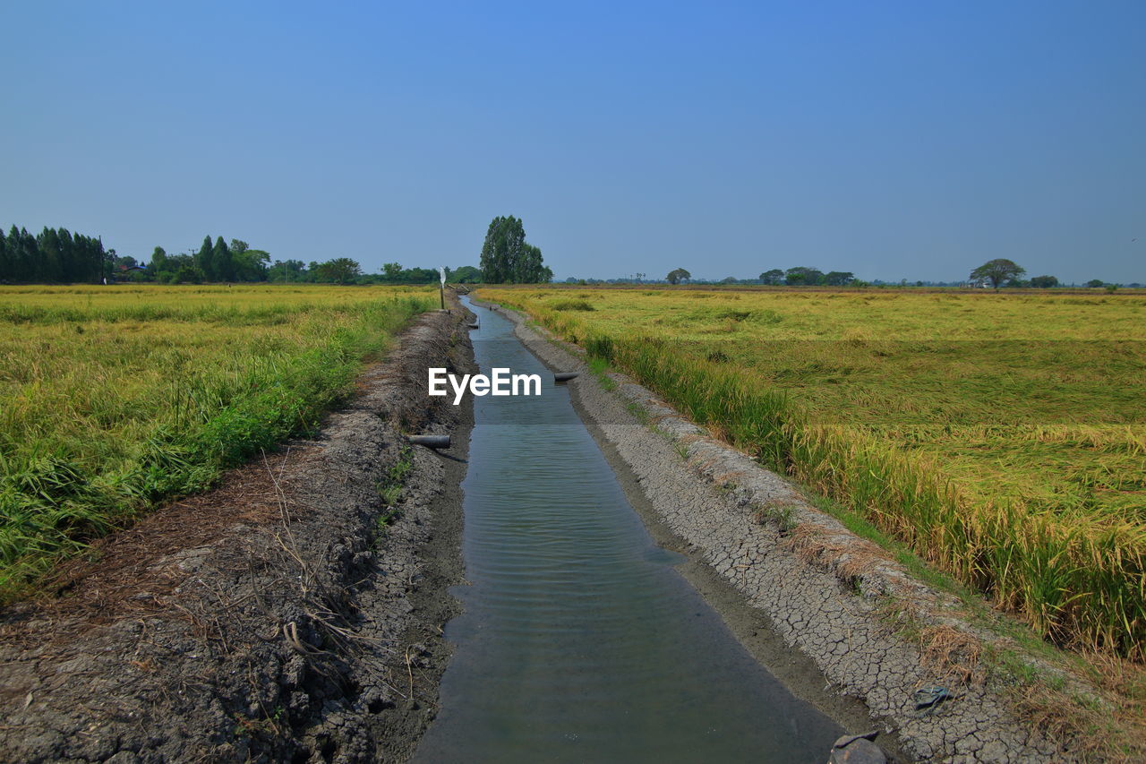Earth ditch irrigation canal feeding water to paddy fields.