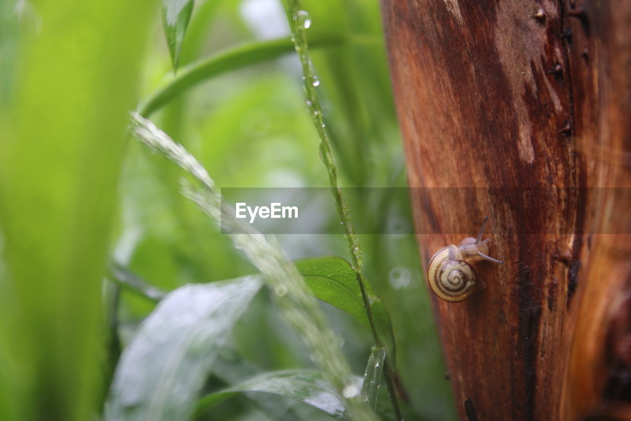 Close-up of snail crawling on bark