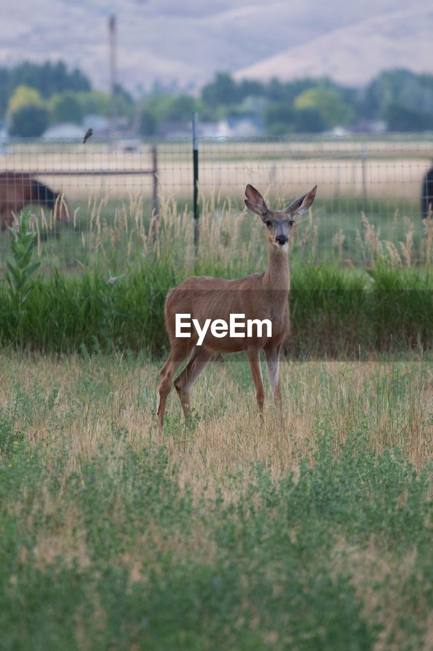 Deer standing on field