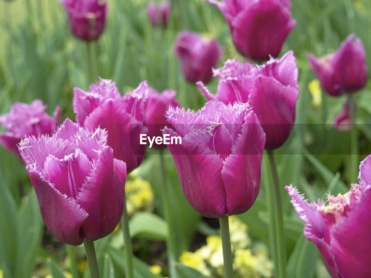 flower, flowering plant, plant, freshness, beauty in nature, close-up, pink, petal, nature, growth, fragility, tulip, flower head, purple, inflorescence, plant part, leaf, focus on foreground, no people, springtime, outdoors, blossom, green, selective focus, day, botany, garden, magenta, flowerbed, field, vibrant color, land