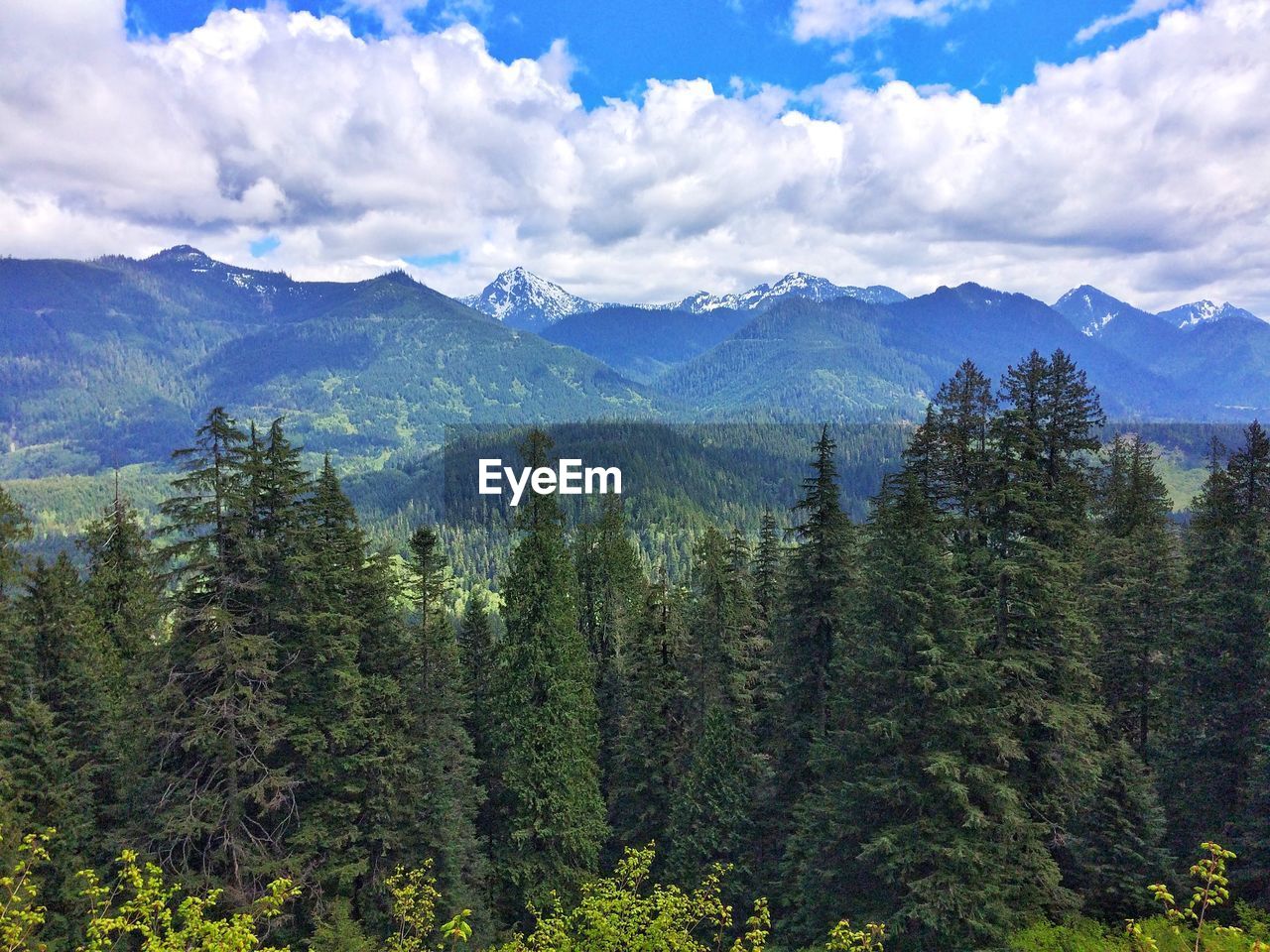 Scenic view of forest against sky