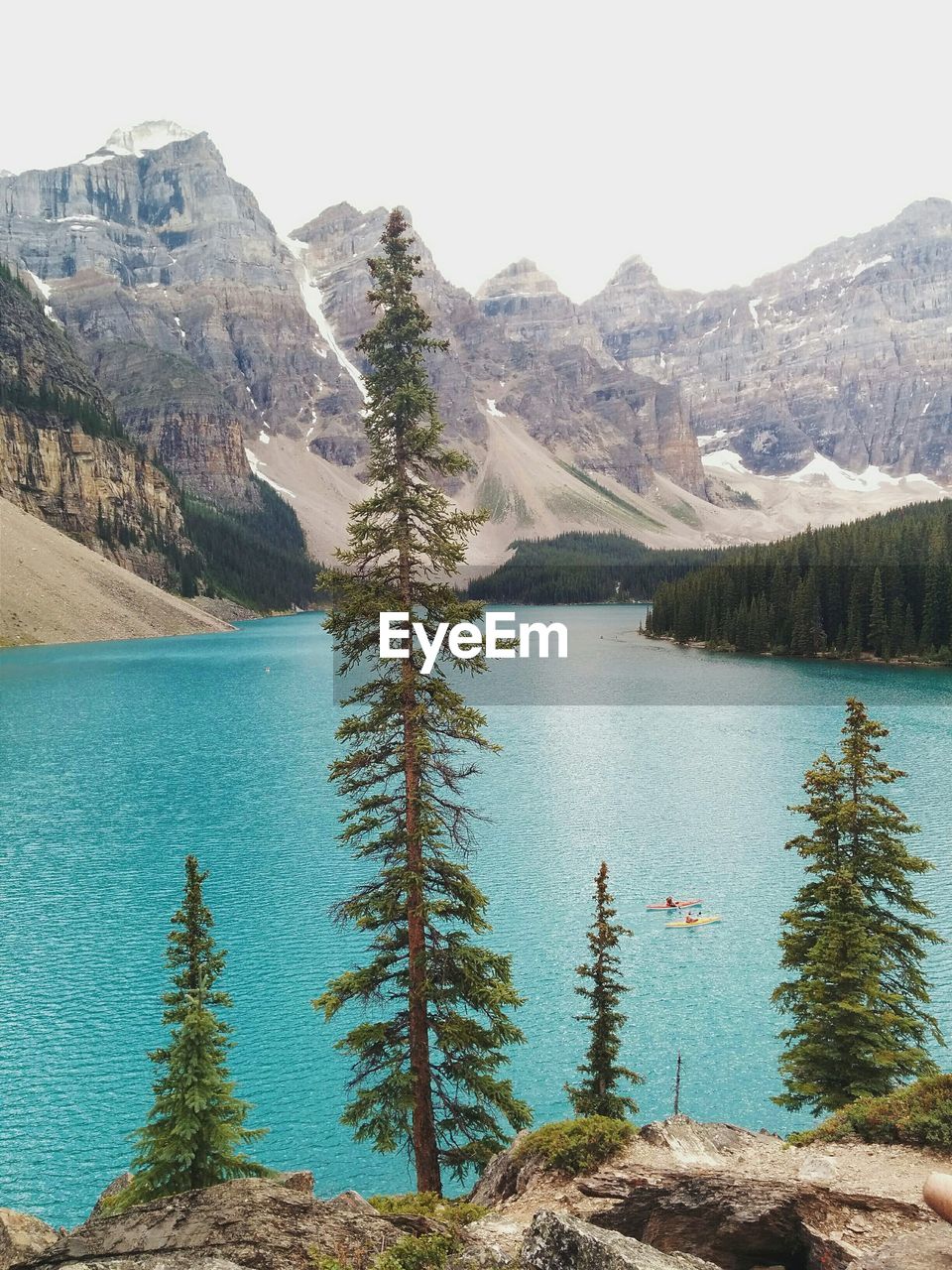 Tree in front of moraine lake by rocky mountains against sky at banff national park