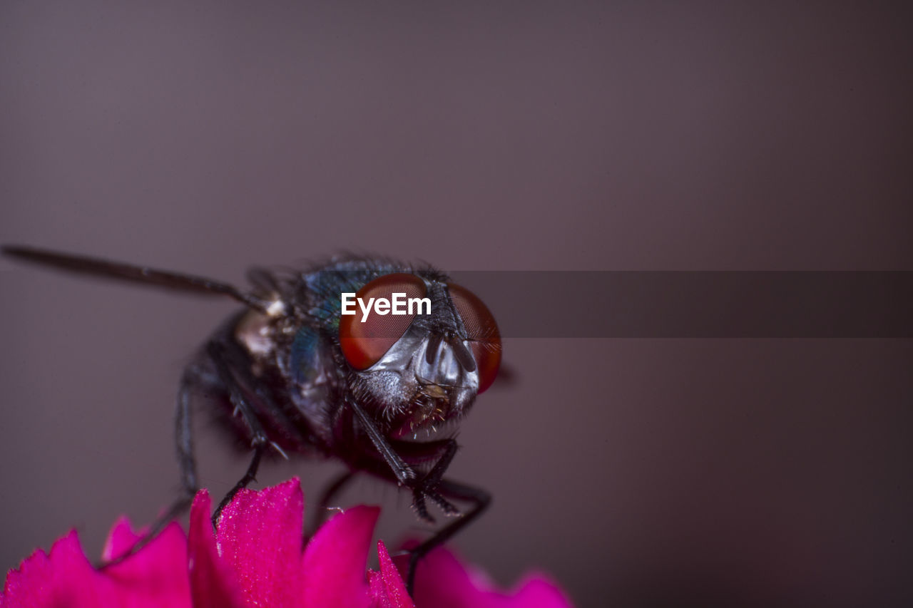 CLOSE-UP OF INSECT ON PURPLE FLOWER