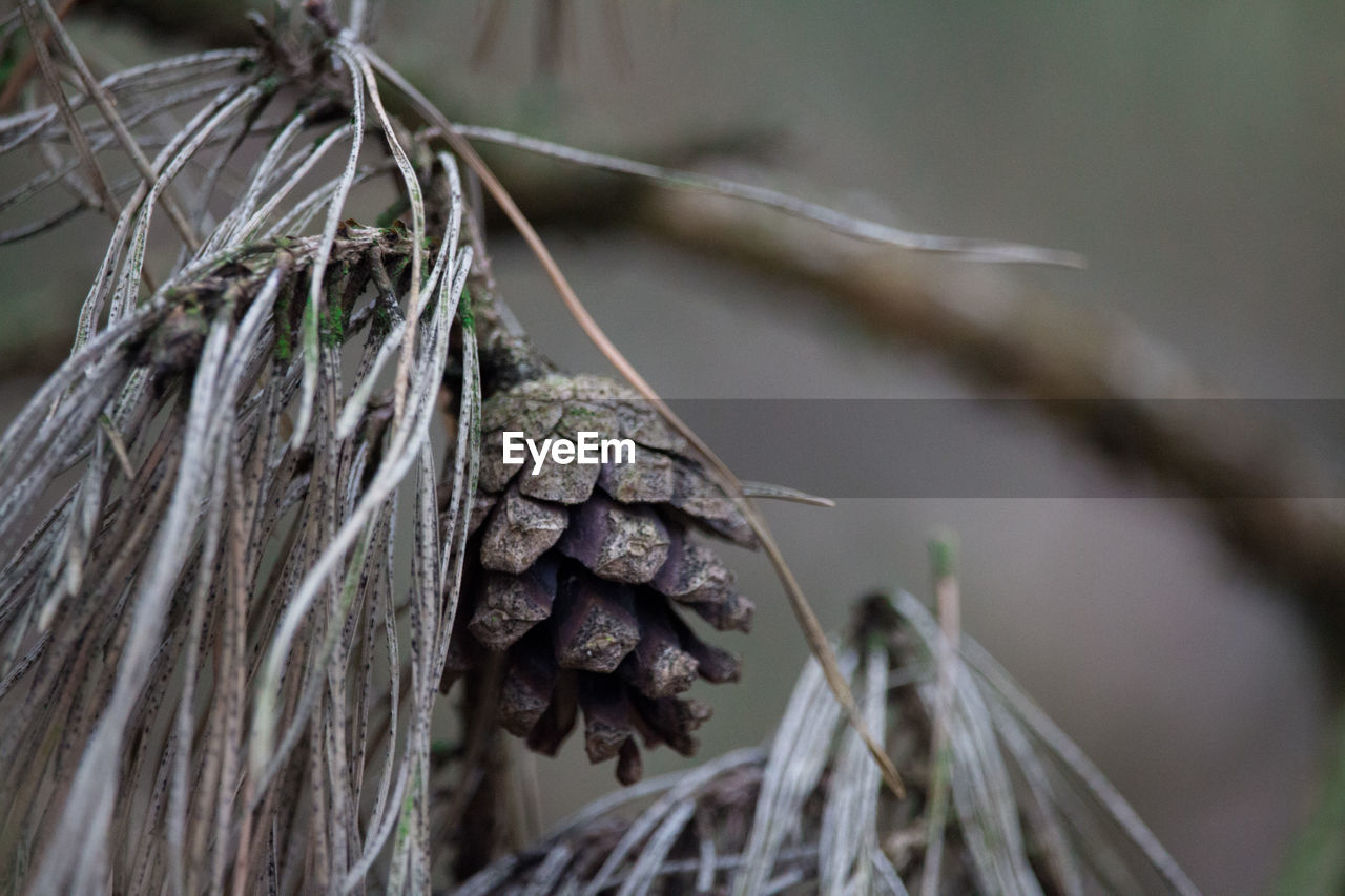 Close-up of dried pine cone on twig