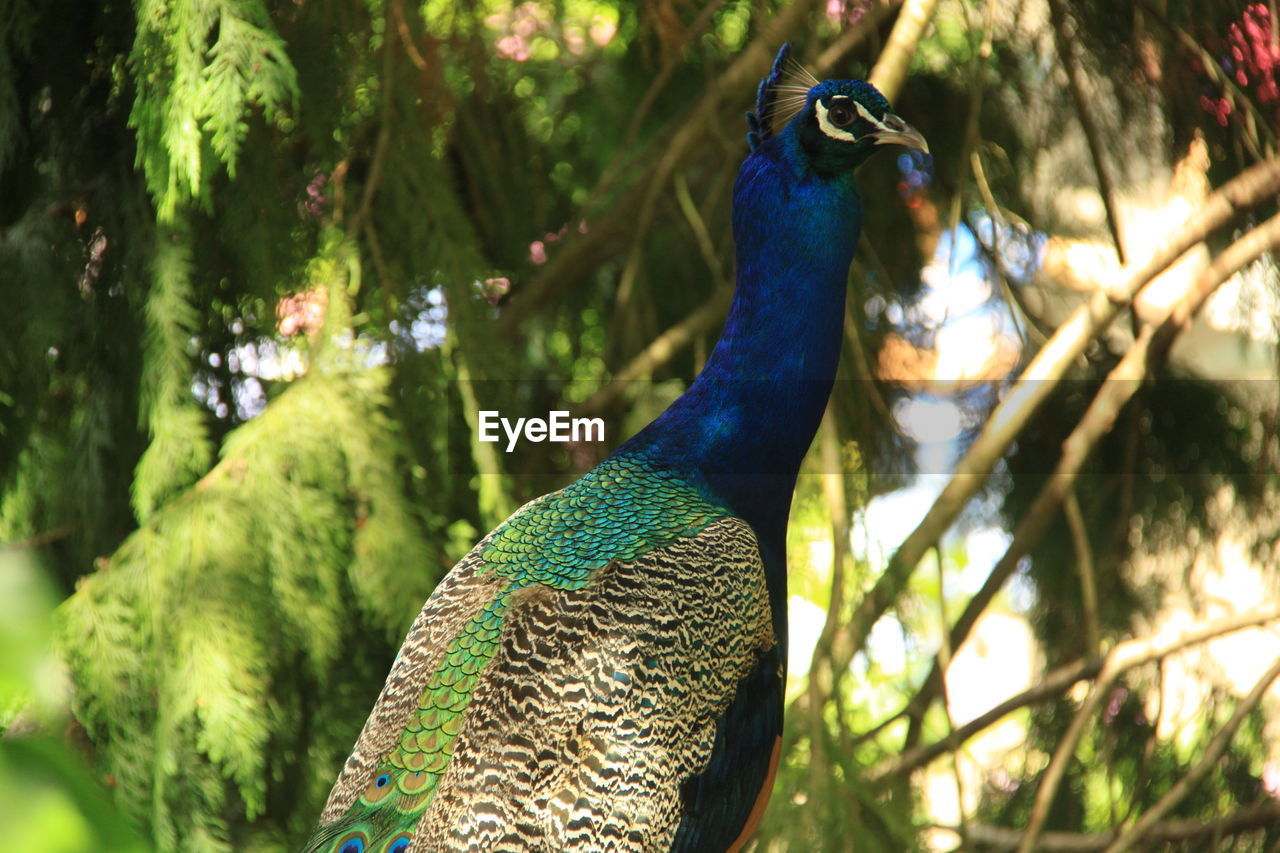 CLOSE-UP OF PEACOCK WITH FEATHERS IN BACKGROUND