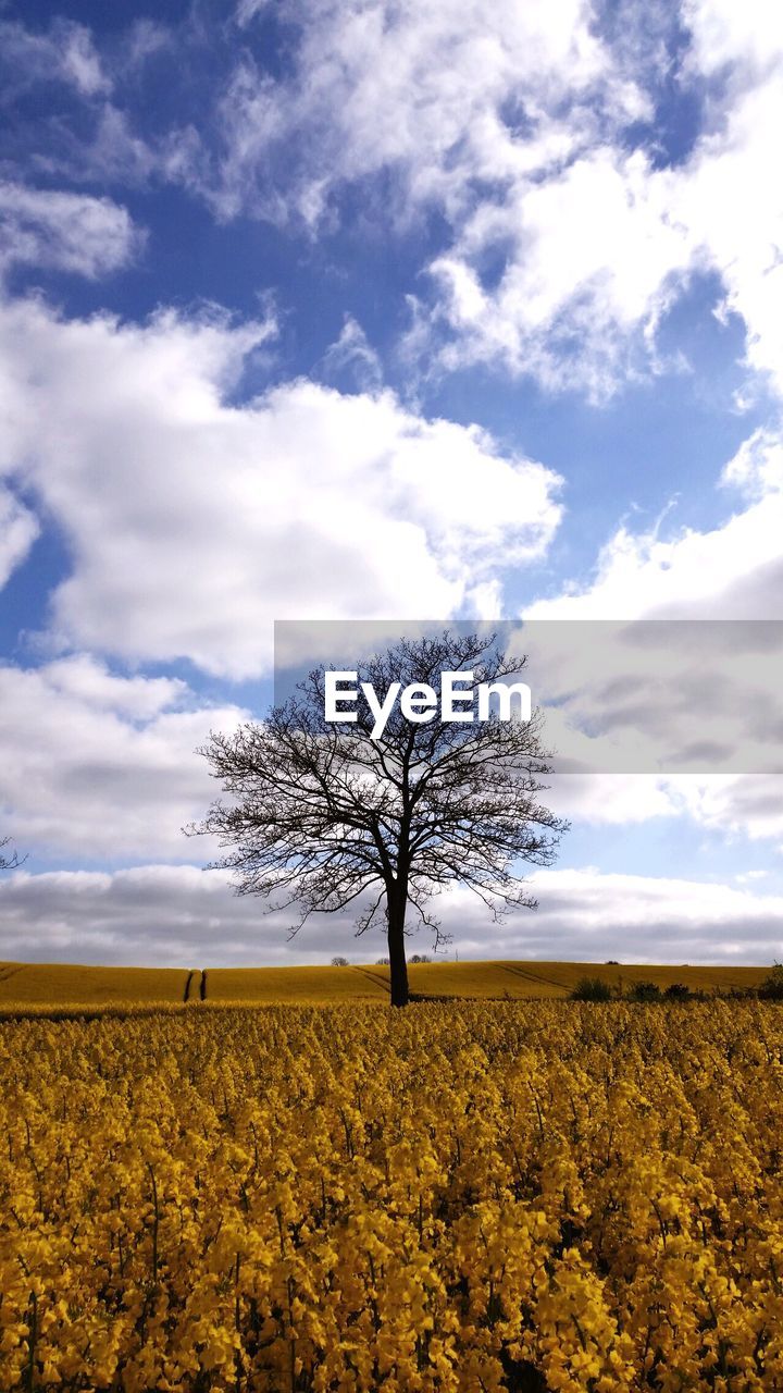 SINGLE TREE IN FIELD AGAINST SKY