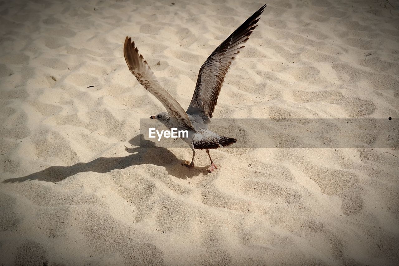 BIRD FLYING OVER BEACH