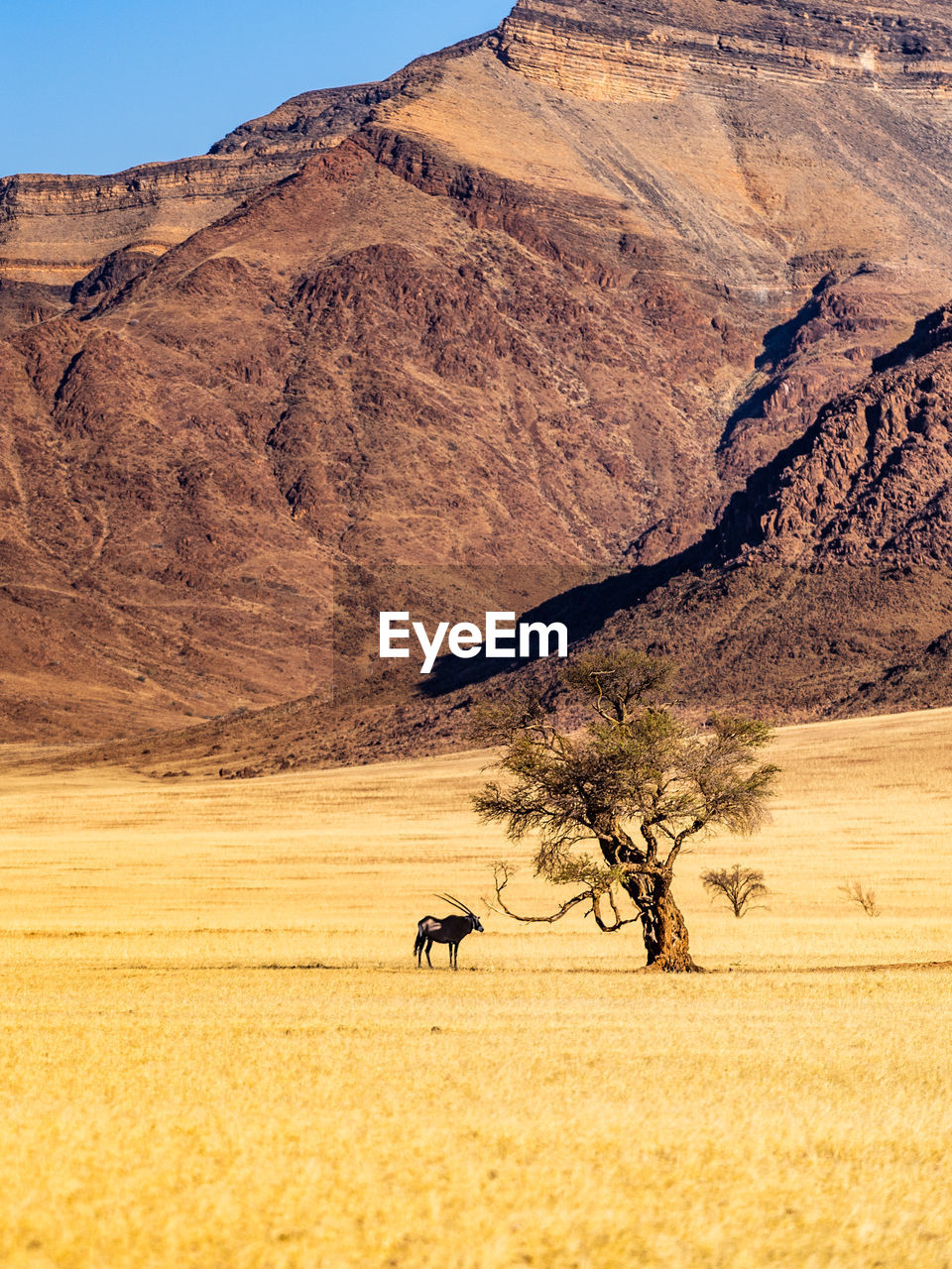 VIEW OF HORSE ON DESERT