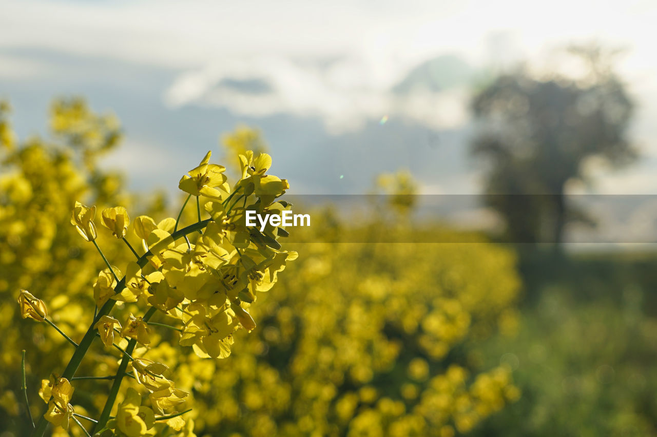 rapeseed, yellow, flower, plant, produce, food, vegetable, canola, beauty in nature, field, landscape, flowering plant, rural scene, growth, agriculture, sunlight, nature, freshness, land, environment, mustard, oilseed rape, crop, sky, focus on foreground, springtime, brassica rapa, farm, scenics - nature, blossom, no people, meadow, outdoors, tranquility, day, fragility, food and drink, selective focus, close-up, summer, tree, tranquil scene, vibrant color, wildflower, idyllic