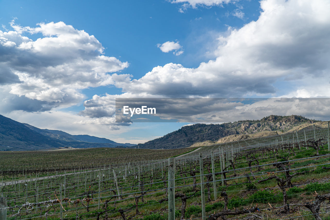 Scenic view of vineyard against sky