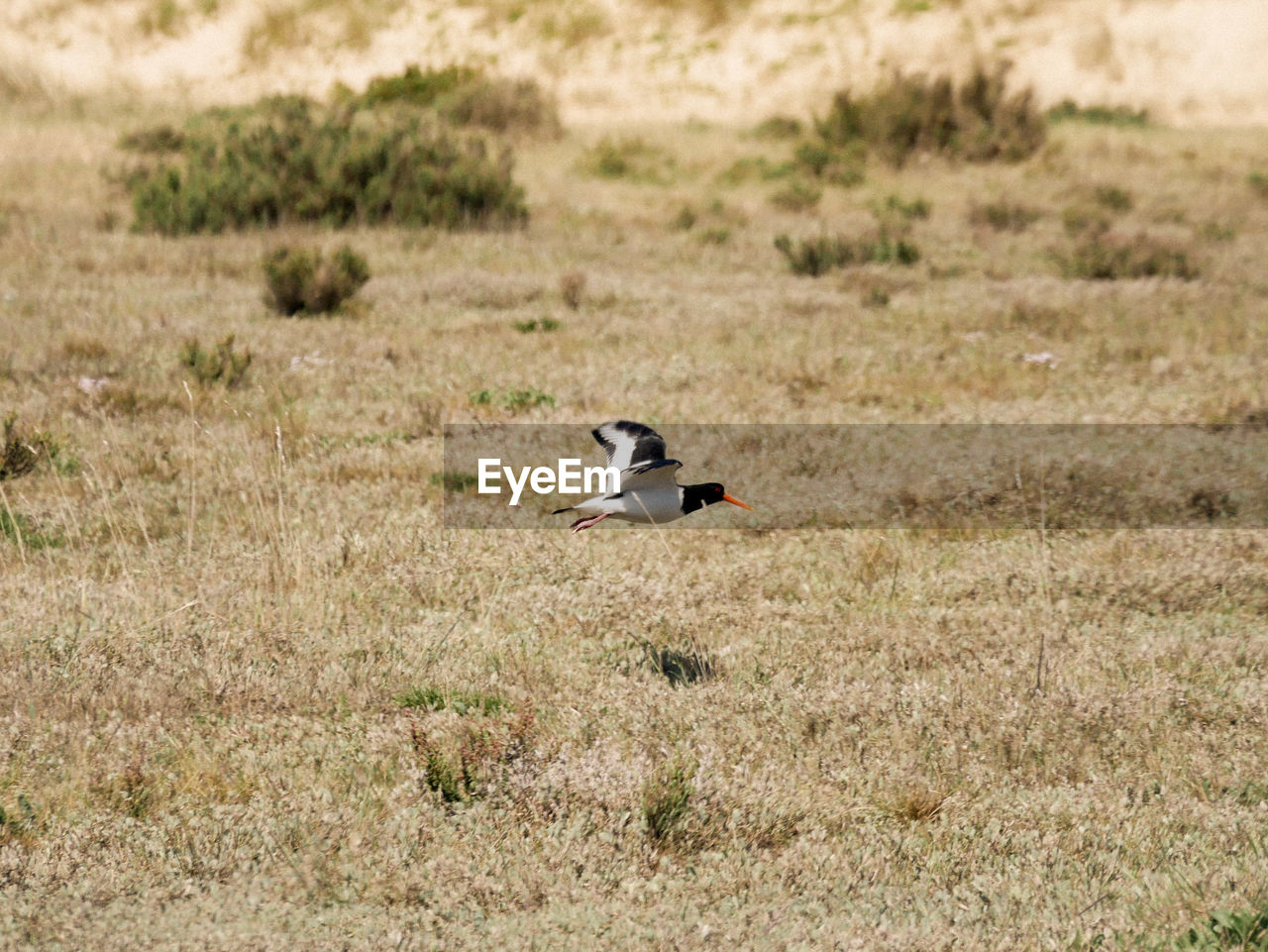 SIDE VIEW OF A BIRD ON THE LAND