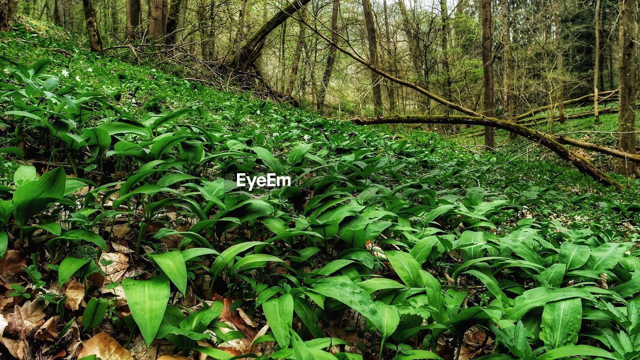 PLANTS GROWING ON LAND