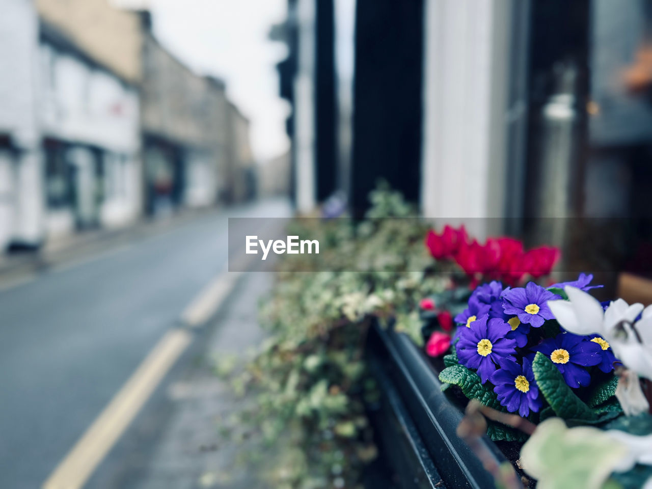 flower, flowering plant, plant, nature, freshness, city, beauty in nature, architecture, street, day, fragility, transportation, outdoors, spring, flower arrangement, close-up, building exterior, selective focus, no people, focus on foreground, road, bouquet, built structure