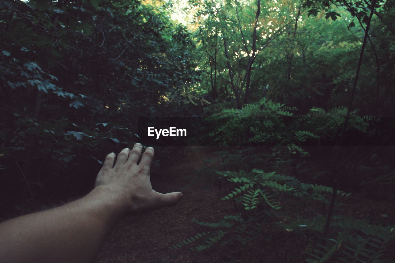 Cropped image of hand against trees in forest