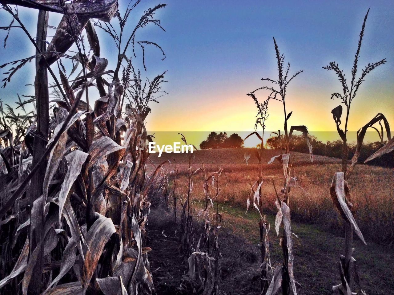 PLANTS ON FIELD AGAINST SKY