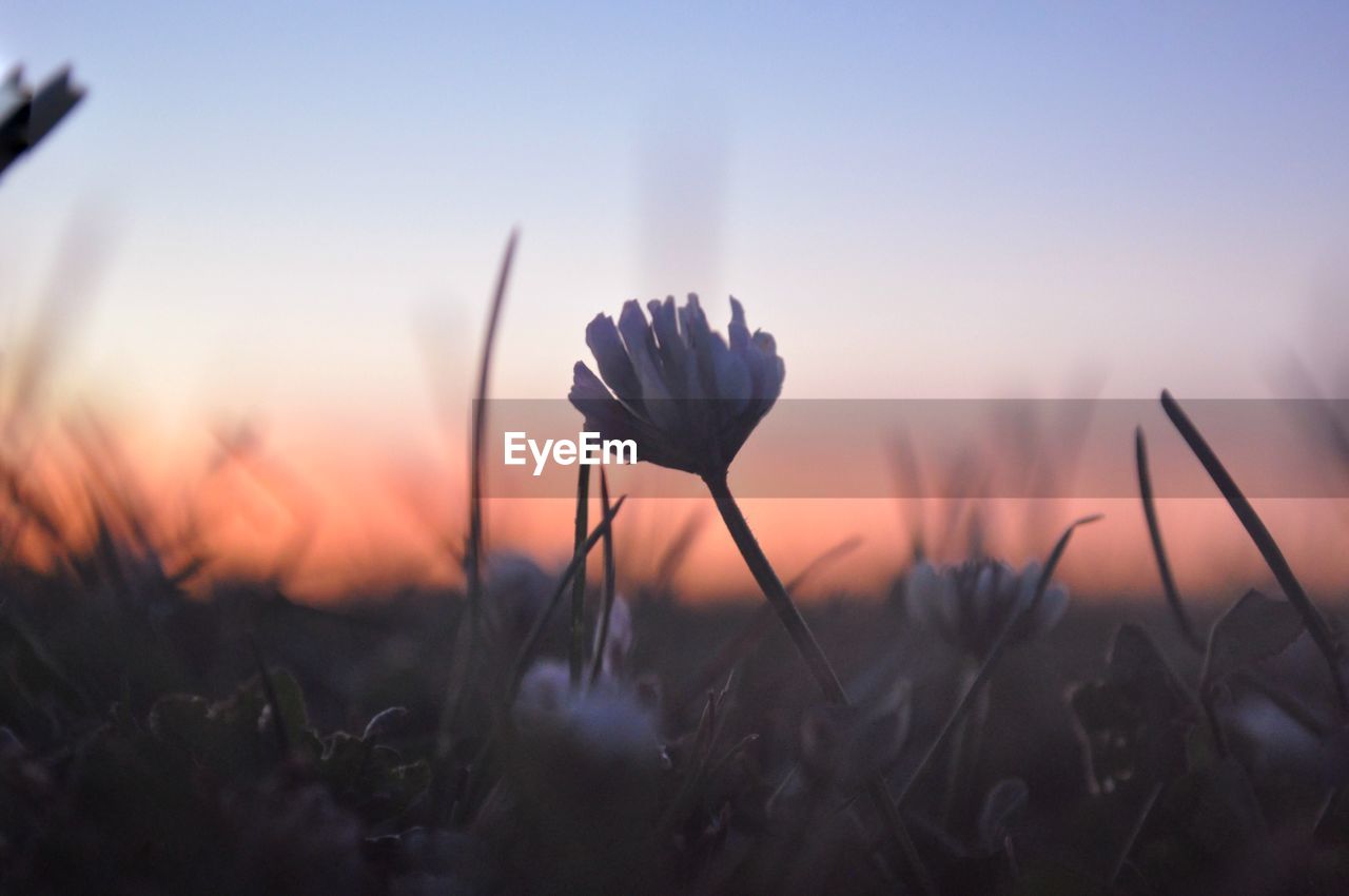 Close-up of crocus on field against sky during sunset