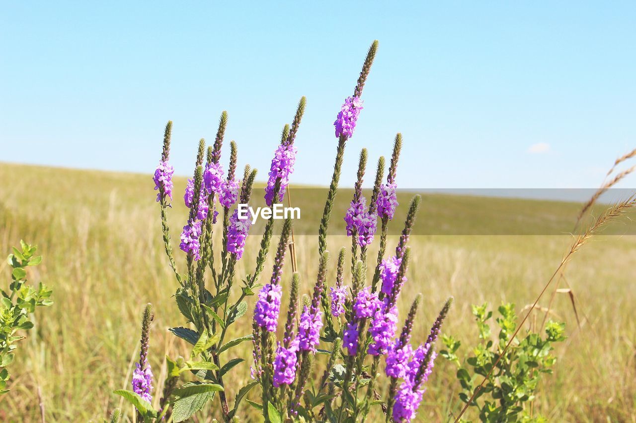Close-up of purple flowers in field