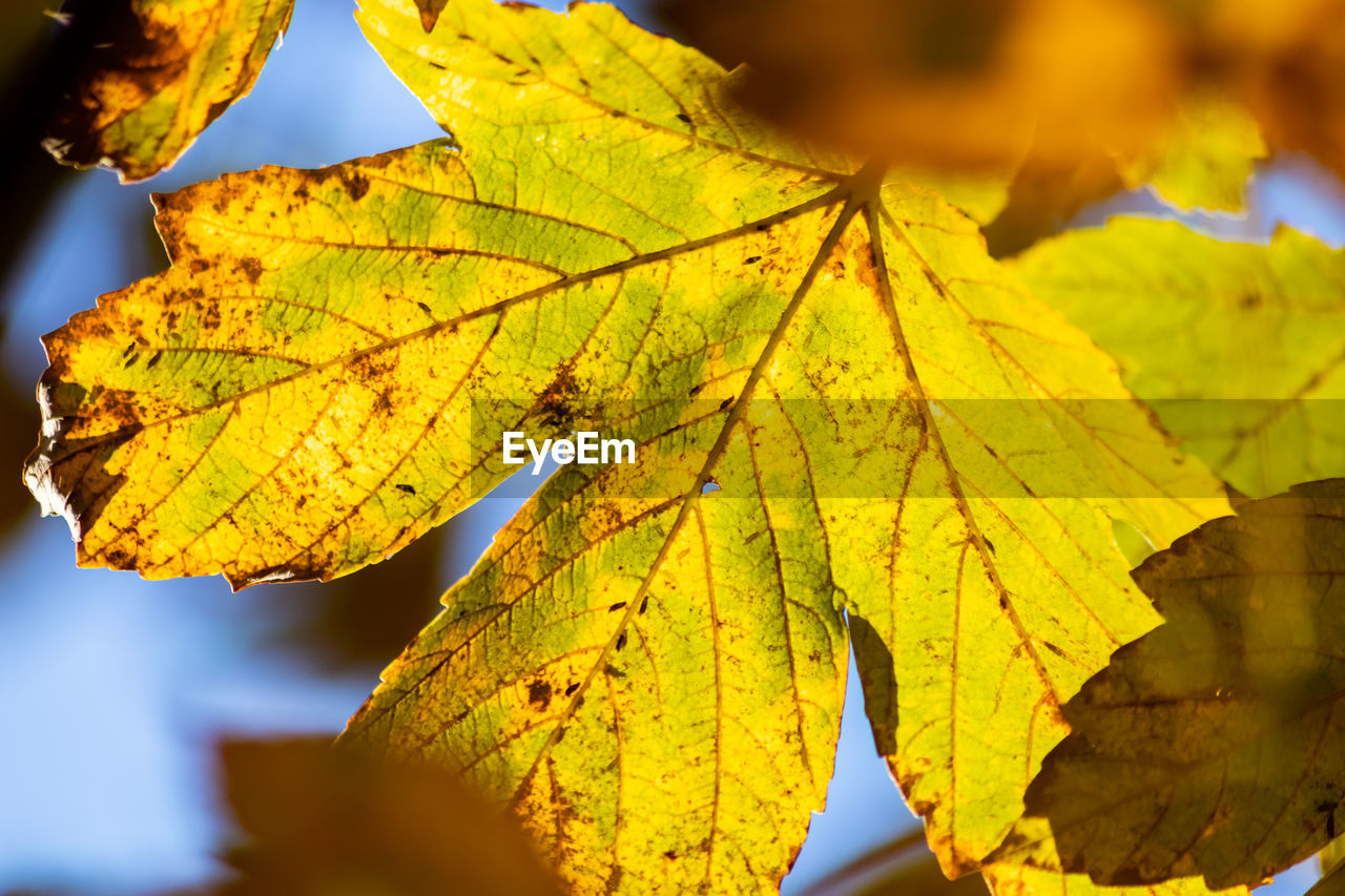 Colorful leaf in autumn and fall shine bright in the backlight and shows its leaf veins in sunlight