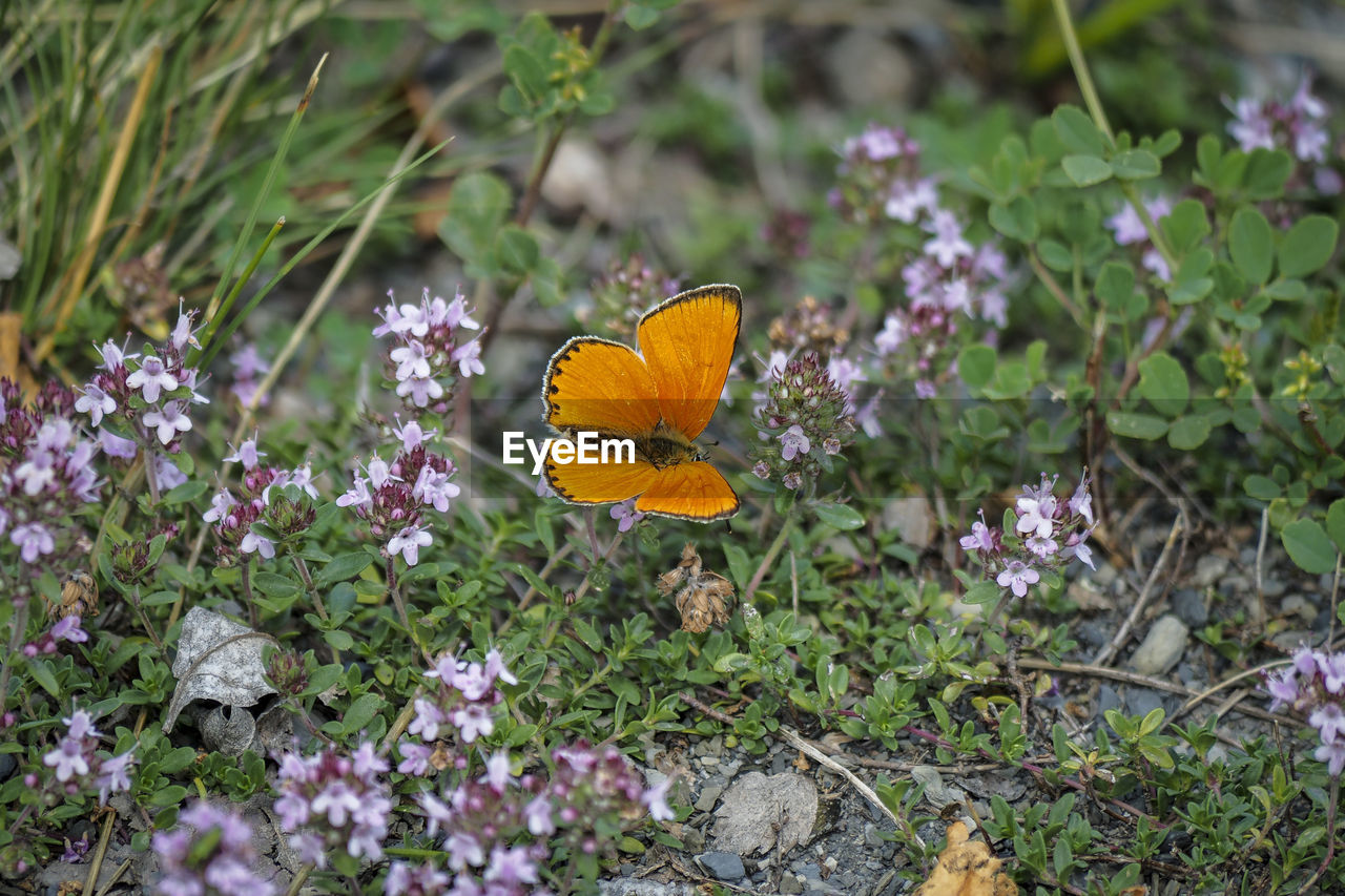 CLOSE-UP OF BUTTERFLY ON PURPLE FLOWERING PLANTS