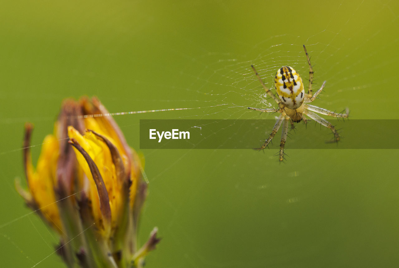 Close-up of spider on web