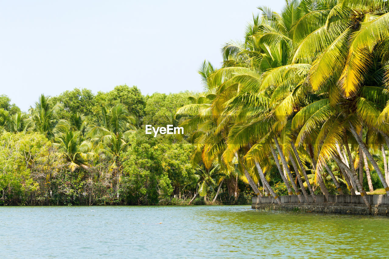 SCENIC VIEW OF PALM TREES AGAINST CLEAR SKY